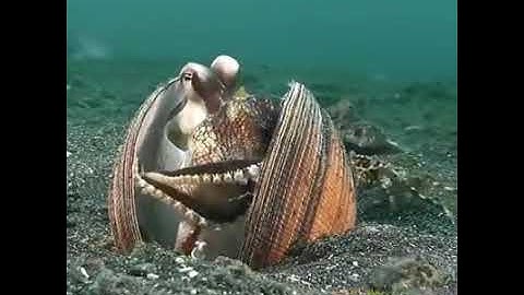 تلاوة خاشعة تأسر الالباب وتريح النفس