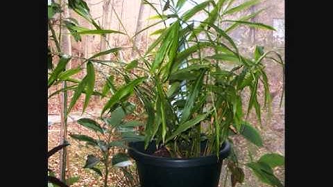 How to Grow Ginger -Even in cooler climates. It takes a While, But it