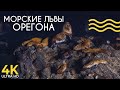 Пещеры Морских Львов на Побережье Орегона - Документальный фильм о животных - Природа Америки 4K UHD