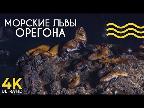 Пещеры Морских Львов на Побережье Орегона - Документальный фильм о животных - Природа Америки 4K UHD