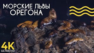 Пещеры Морских Львов На Побережье Орегона - Документальный Фильм О Животных - Природа Америки 4K Uhd