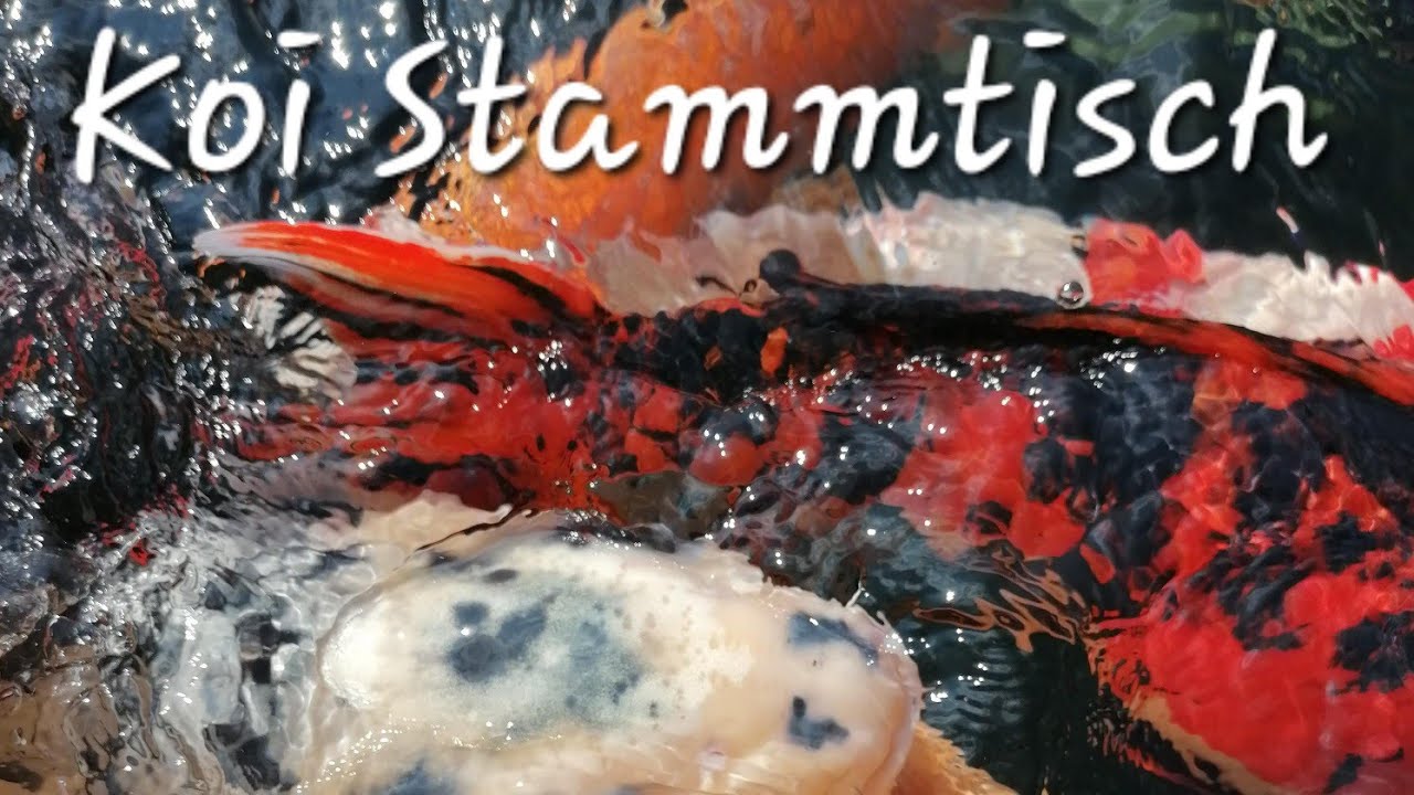 pondware Koi Stammtisch🎏 22.02.2026 19:00 - Koi Live Talk