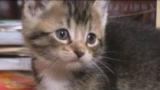 Cutest Kitten IN THE WORLD!!