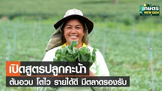 เปิดสูตรปลูก “คะน้าฮ่องกง โอเชี่ยน” ต้นอวบ โตไว รายได้ดี มีตลาดรองรับ | เกษตรนิวเจน