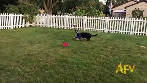 Alexander Jacobson collides with dog