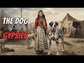 Dalmatian Facts: Why Did Gypsies Love These Dogs?