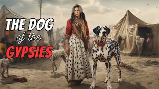 Dalmatian Facts: 10 Most Interesting Things
