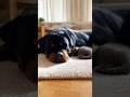 Time to Go! Mom Cat Gently Reclaims Kitten from Giant Rottweiler Sitter 😂 (Natural Pet Behavior)