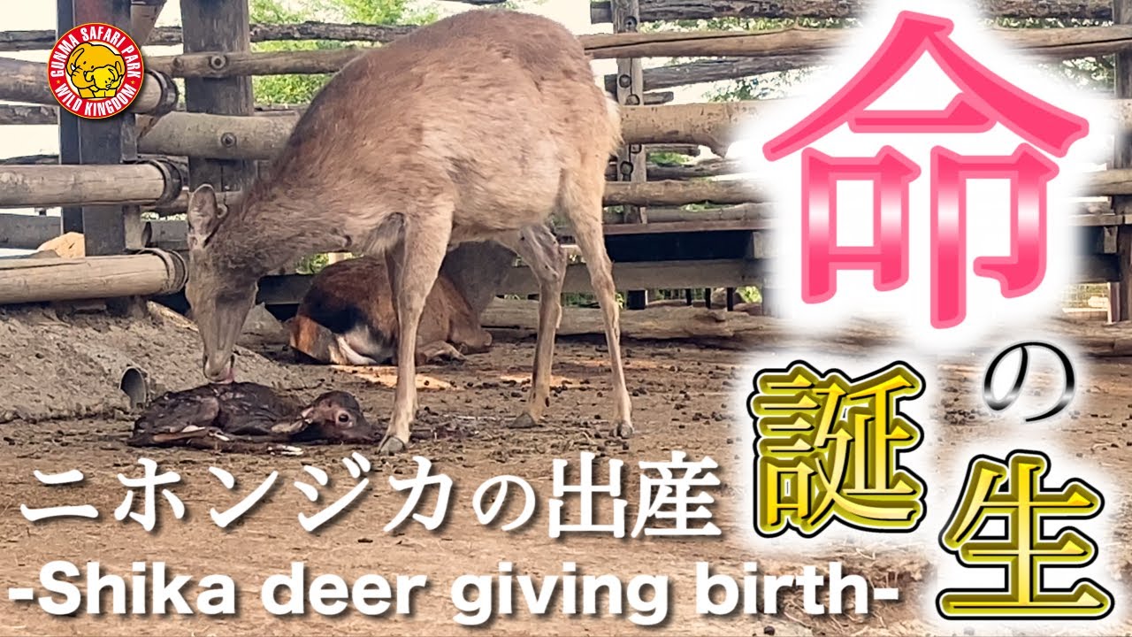 【感動】ニホンジカの出産 Shika deer giving birth