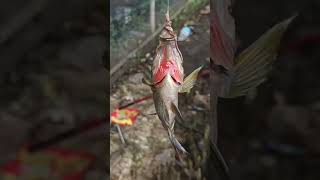 There was no resistance, the fish immediately surrendered, #fishing #goodfishing #fishing