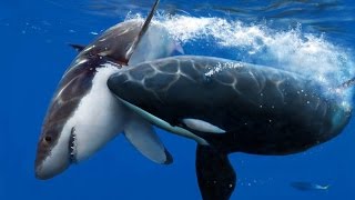 Killer Whale Attack ( Documentary )