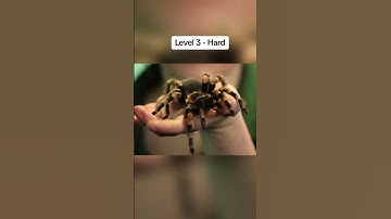 Arachnophobia Test ⚠️🕷️ #fyp #phobia #arachnophobia #spider #scary #tiktok #shorts