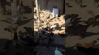 recorriendo en el campo Sgo del Estero (Barrialito)