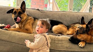 Three Giant German Shepherds Who Refuse to Let Our Child Out of Sight