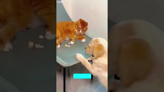 Cat Lover Cat Fight 5053