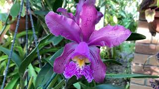 Чего Сыпануть Чтоб Цвело..C. Pittiae. Красивый Эпидендрум. Dendrobium, Epidendrum.