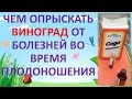 ОБРАБОТКА ВИНОГРАДА ОТ БОЛЕЗНЕЙ ВО ВРЕМЯ ПЛОДОНОШЕНИЯ ОТ ОИДИУМА, МИЛЬДЬЮ, АНТРАКНОЗА.