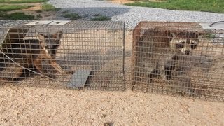 Trapping Critters for Catch and Release Using Live Traps