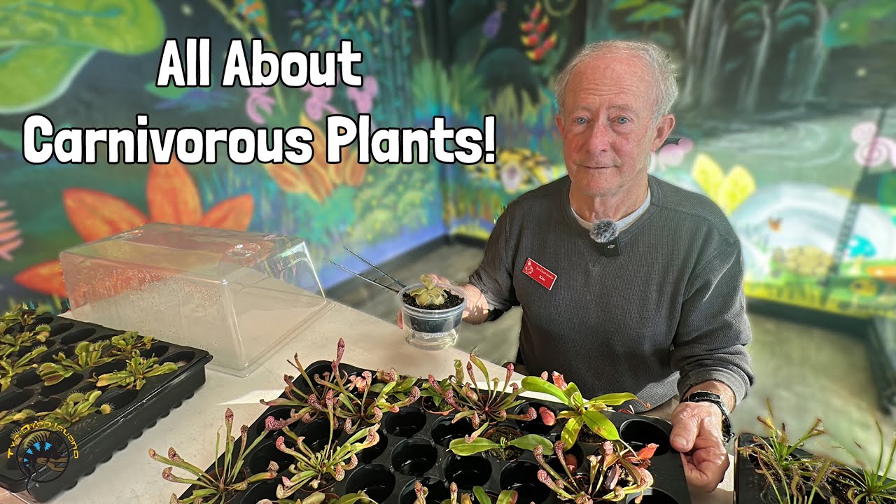 hazelnut plant Advanced Nursery Growers: Elevating Expertise in the Horticultural Sector main image 0