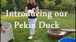 Introducing Our Pekin Duck by Homestead in the Burbs 249 views 9 days ago 2 minutes, 17 seconds