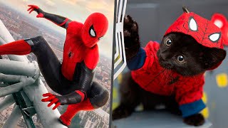 Superheroes in Real Life as Cats! Main Characters