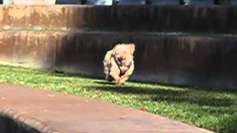 stair climbing in slow motion