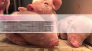 Full SwineTech, Inc. Farrowing Management. Simplified News