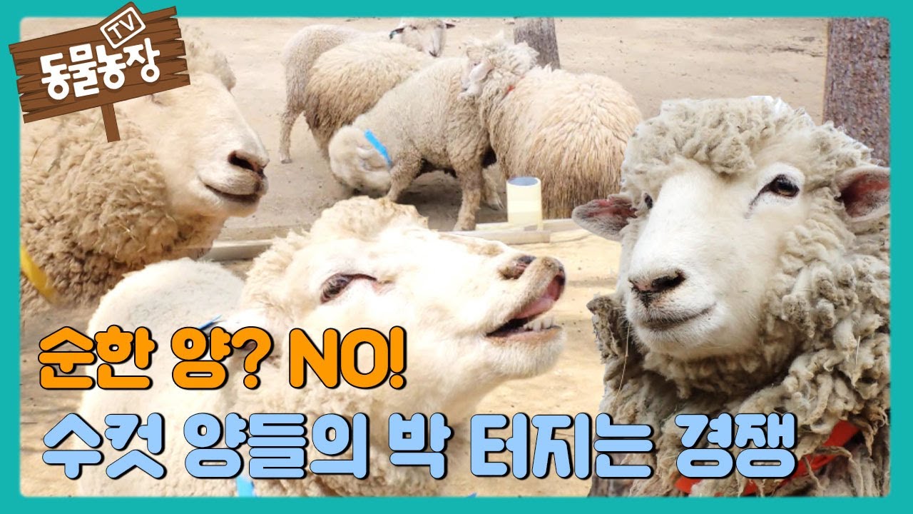 자연과 함께 무휴: 유기농 치킨 농장 '순한곳', 이야기