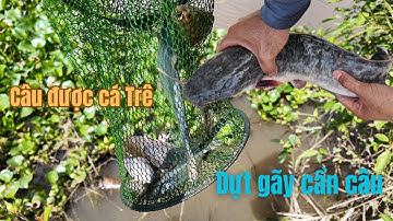 CÂ.U ĐƯỢC CÁ TRÊ SÔNG DỰ.T GÃY CẦN CÂU ĂN NU.ỐT LUÔN LƯỠ.I CÂ.U