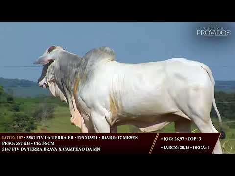 LOTE 107   EPCO 3561