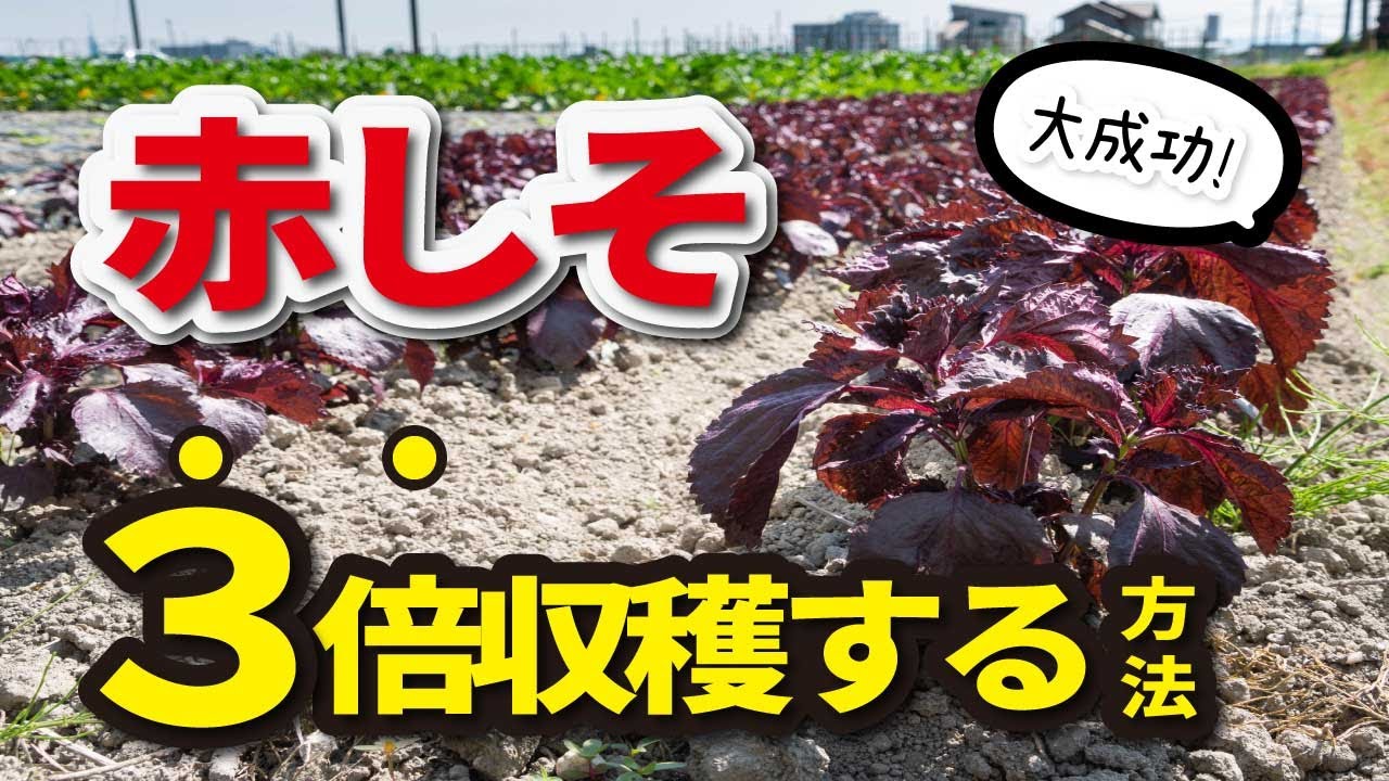 赤しそ栽培 ３倍収穫する方法 家庭菜園 赤しそジュースの作り方も紹介します Youtube