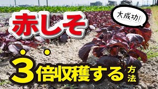 【赤しそ栽培】３倍収穫する方法【家庭菜園】赤しそジュースの作り方も紹介します！