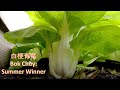 白梗青菜：Summer Winner, 超大棵，肥嫩多汁，生长快速