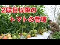 6/23 トマト管理と剪定（芽かき）＃411