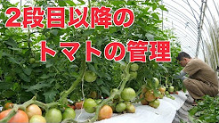 大玉トマト育て方 Youtube