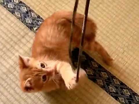 世界一 かわいい猫 Youtube