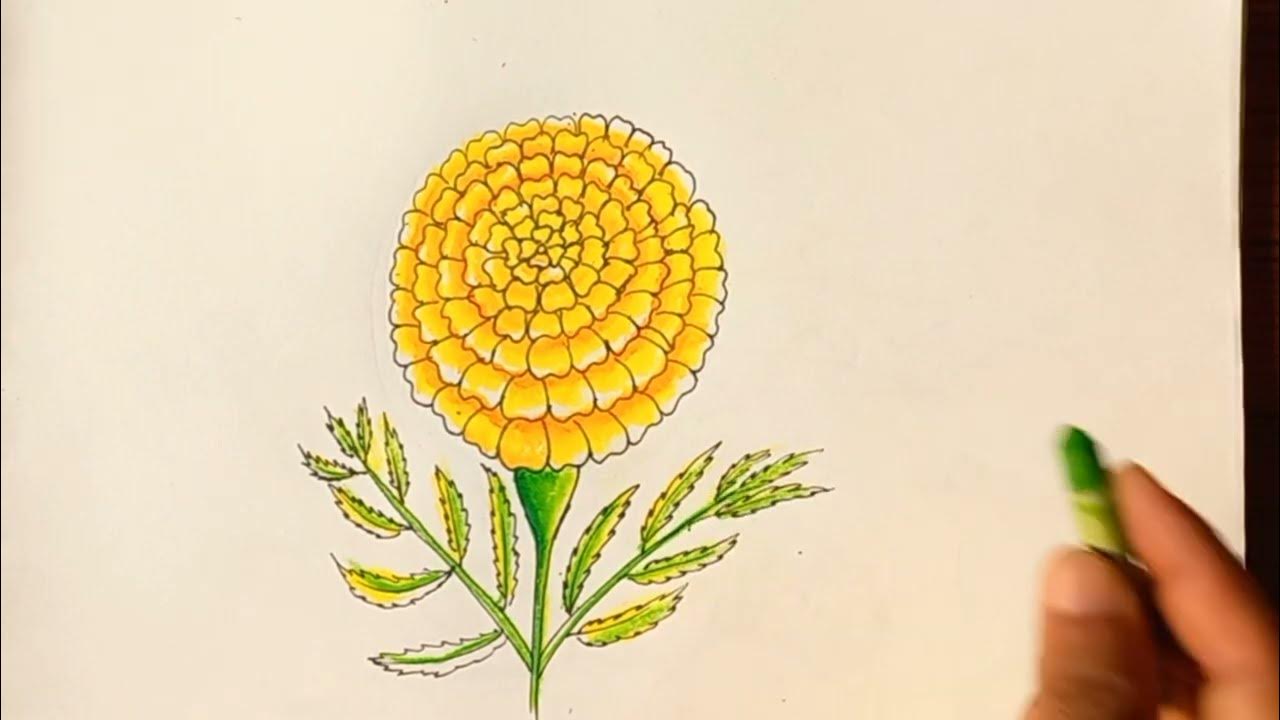 how to draw marigold//how to draw marigold flower//how to draw marigold