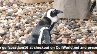 Gulf Coast Jam Gulf World Special