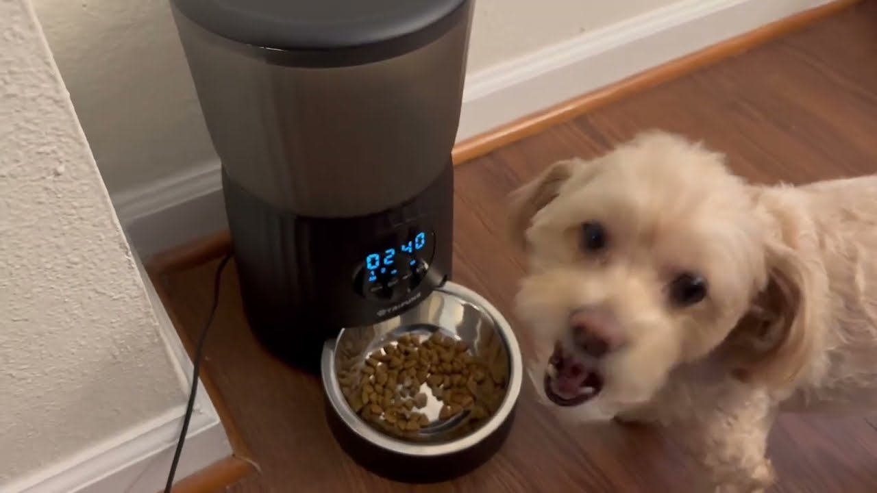 Automatic Cat Feeder, 4L Cat Food Dispenser Programmable Control 1-6 Meals, Auto Dog Feeder with Dua