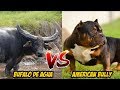 Bufalo Asiatico se Enfrenta a un American Bully