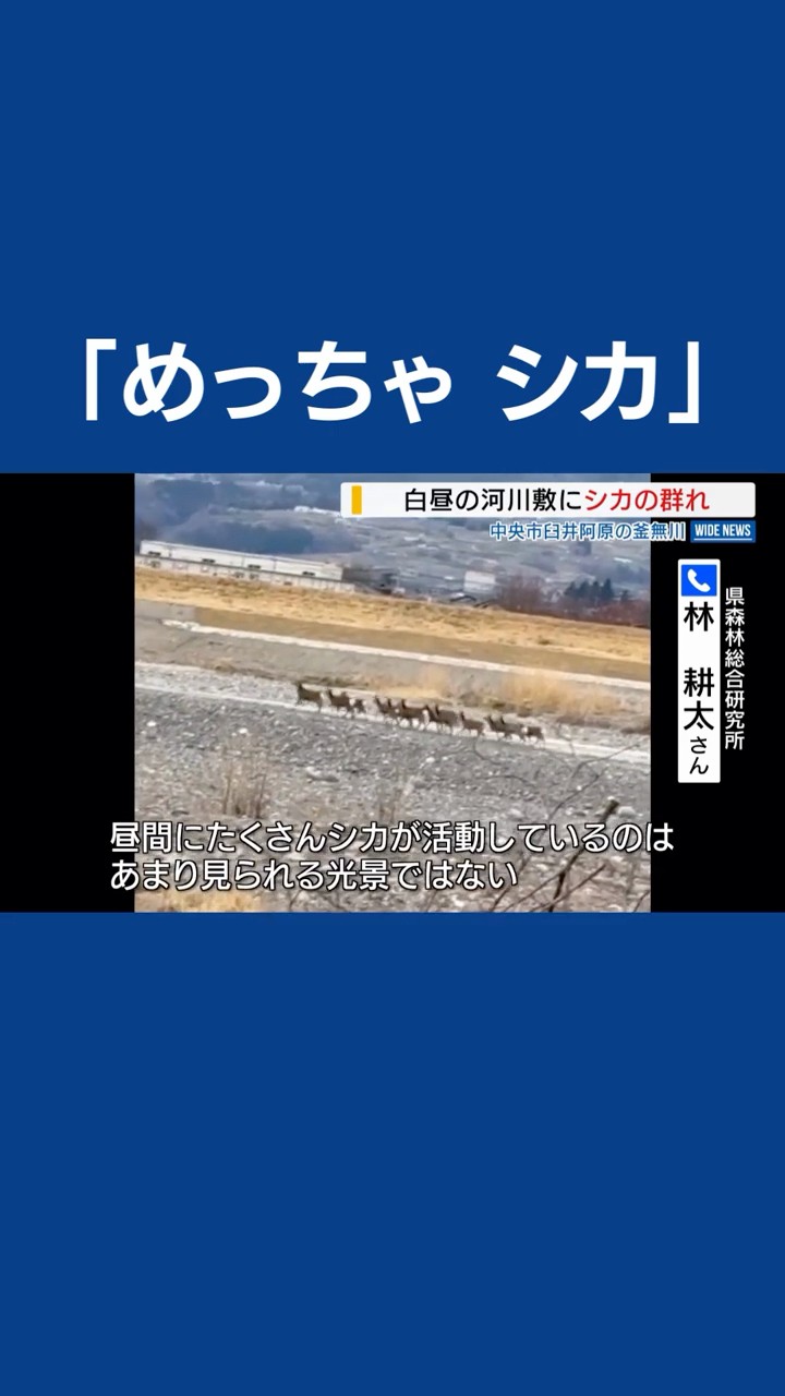 鹿　の　とうこ　つ YouTube