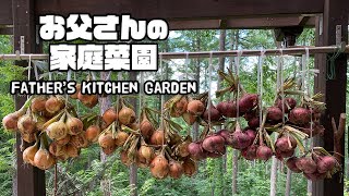 【ルンルンの裏庭】お父さんの家庭菜園：玉ねぎが豊作