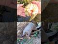 Learn at the Brook | Animal Names for Kids: Pangolin Sheep Cow Tortoise Owl