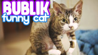 Cat loves the ball by Bublik funny cat 118 views 2 years ago 5 minutes, 2 seconds