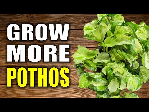 Best Ways To Propagate Pothos