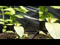 Kratom mitragyna speciosa 1 month of growth time lapse