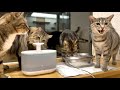自動給水器が気に入って水を飲む猫たち