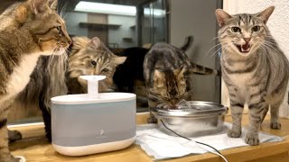 自動給水器が気に入って水を飲む猫たち
