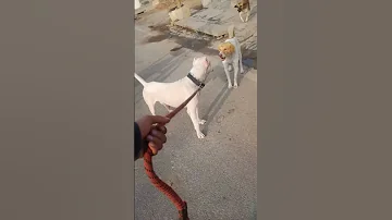 Dogo Argentino Vs Two Street Dogs 
