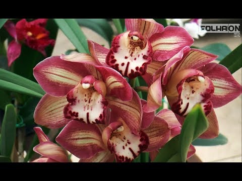 Vídeo: Primavera D'orquídies En Creixement A Través De Plàntules